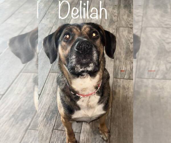 Medium Photo #2 German Shepherd Dog-Unknown Mix Puppy For Sale in Springdale, PA, USA