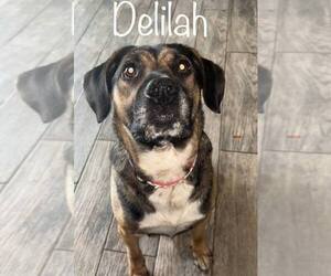 Delilah - Female German Shepherd Dog-Unknown Mix Dog for Adoption - Photo #2