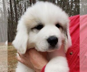 Great Pyrenees Puppy for sale in ATHENS, GA, USA