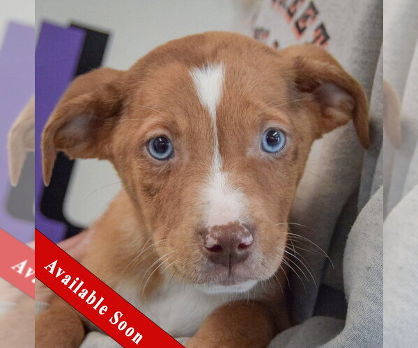 Medium Photo #1 Catahoula Leopard Dog-Labrador Retriever Mix Puppy For Sale in Huntley, IL, USA