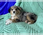 Small Photo #3 Miniature American Shepherd Puppy For Sale in COLORADO SPRINGS, CO, USA