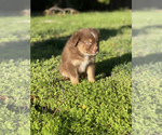 Small Photo #17 Australian Shepherd Puppy For Sale in VACAVILLE, CA, USA