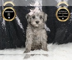 Puppy Zara F1 YorkiePoo