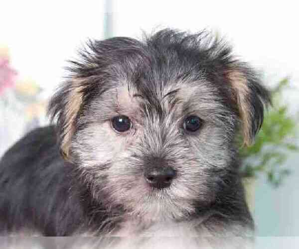 Medium Photo #2 Morkie Puppy For Sale in RED LION, PA, USA