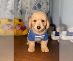 Small #12 Goldendoodle mix (+ Poodle Miniature)