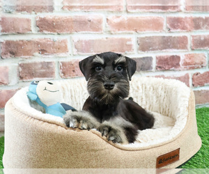 Schnauzer (Miniature) Puppy for sale in SYRACUSE, IN, USA
