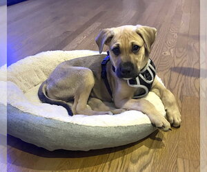 Mutt Dogs for adoption in Doylestown, PA, USA