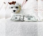 Small #19 Maltese