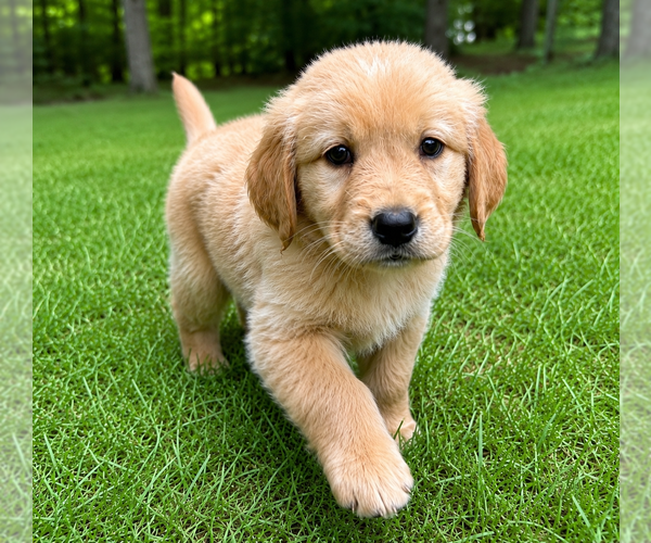 Medium Photo #3 Golden Retriever Puppy For Sale in FAIR HAVEN, MI, USA