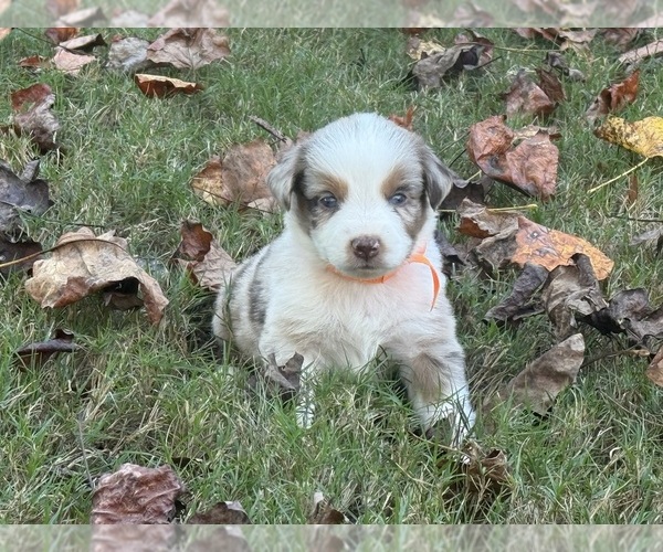 Medium Photo #5 Miniature Australian Shepherd Puppy For Sale in CUMMING, GA, USA