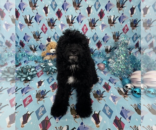 Medium Photo #11 Cock-A-Poo Puppy For Sale in SAN DIEGO, CA, USA