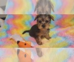 Puppy Almond Joy Yorkshire Terrier