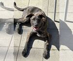Small #18 Labrador Retriever Mix