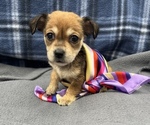 Small #4 Beagle-Chihuahua Mix