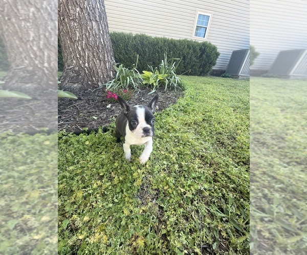 Medium Photo #11 Boston Terrier Puppy For Sale in FREDONIA, KS, USA