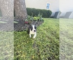 Small #10 Boston Terrier