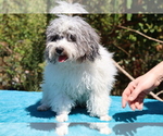 Small #4 Poodle (Toy)