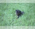 Small Photo #5 Rottweiler Puppy For Sale in MABLETON, GA, USA
