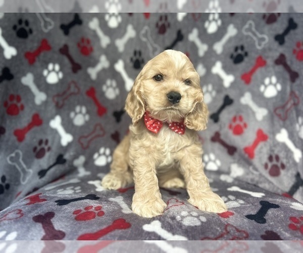 Medium Photo #5 Cocker Spaniel Puppy For Sale in LAKELAND, FL, USA
