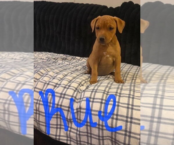 Medium Photo #2 Mutt Puppy For Sale in Wenonah, NJ, USA