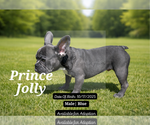 Small Photo #19 French Bulldog Puppy For Sale in FAYETTEVILLE, GA, USA