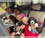 Small Photo #13 Aussiedoodle Puppy For Sale in CRAWFORDSVILLE, IN, USA