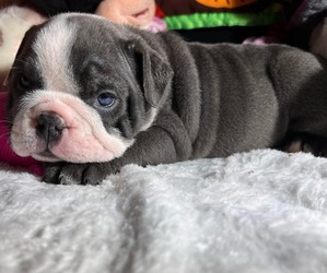 Bulldog Puppy for sale in KENNESAW, GA, USA