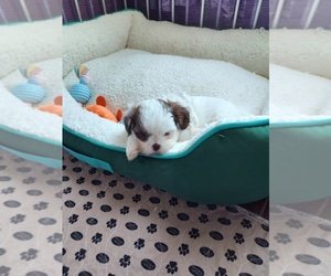 Mal-Shi-Shih Tzu Mix Puppy for sale in HANOVER, PA, USA