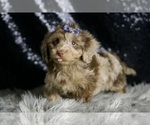 Small #3 Yorkipoo