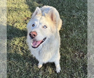 Siberian Husky-Unknown Mix Dogs for adoption in Riverside, CA, USA