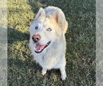 Small Siberian Husky Mix