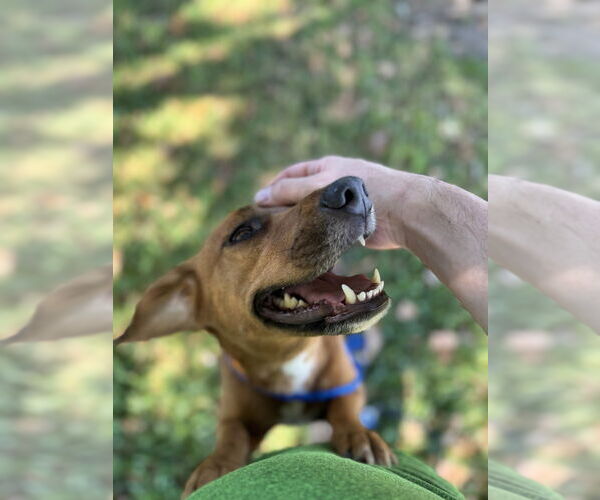Medium Photo #3 Beagle-Unknown Mix Puppy For Sale in Oak Bluffs, MA, USA