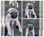 Puppy Sleepy Pug