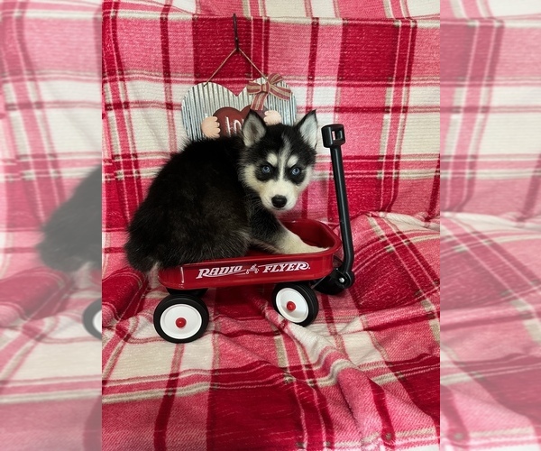 Medium Photo #11 Siberian Husky Puppy For Sale in DEARBORN, MO, USA