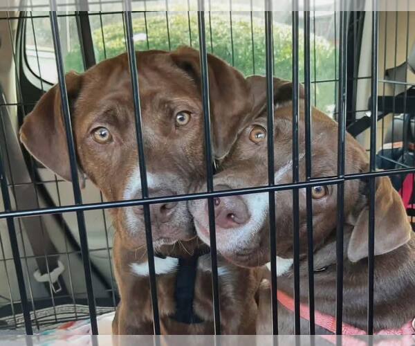 Medium Photo #3 Labrador Retriever-Unknown Mix Puppy For Sale in Mount Laurel, NJ, USA