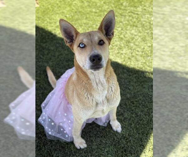 Medium Photo #1 German Shepherd Dog-Unknown Mix Puppy For Sale in Downey, CA, USA