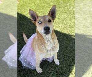 German Shepherd Dog-Unknown Mix Dogs for adoption in Downey, CA, USA
