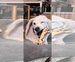 Small #4 Beagle