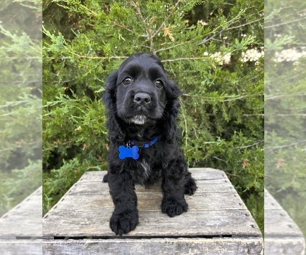 Medium Photo #5 Cocker Spaniel Puppy For Sale in MIDDLEBURY, IN, USA