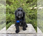 Small #4 Cocker Spaniel