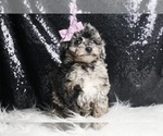 Small #2 Poodle (Miniature)