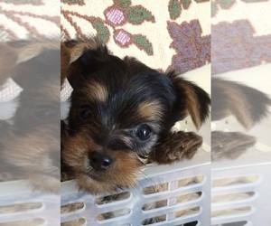 Yorkshire Terrier Puppy for sale in SAN JOSE, CA, USA