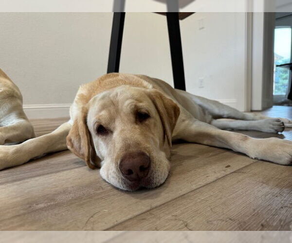 Medium Photo #4 Mutt Puppy For Sale in Denton, TX, USA