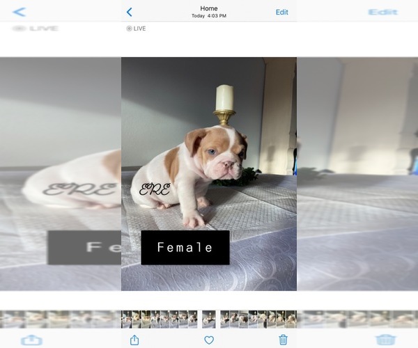 Medium Photo #5 English Bulldog Puppy For Sale in ATWATER, CA, USA