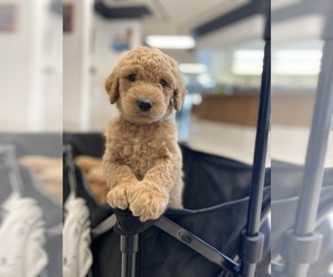 Goldendoodle Puppy for sale in BARDSTOWN, KY, USA