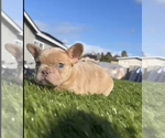 Small #20 French Bulldog