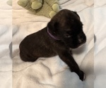 Small #3 Boxer