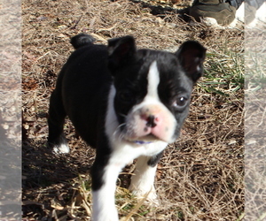 Boston Terrier Puppy for sale in HUGHESVILLE, MD, USA