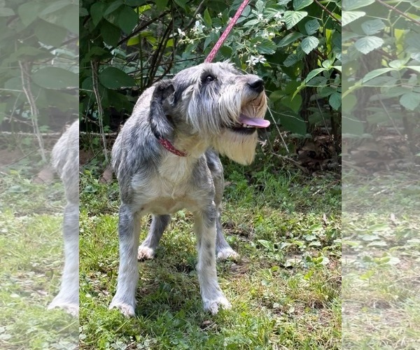 Medium Photo #4 Mutt Puppy For Sale in HOPKINSVILLE/PRINCETON, KY, NH, USA