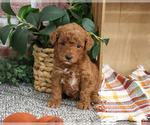 Small Poodle (Miniature)